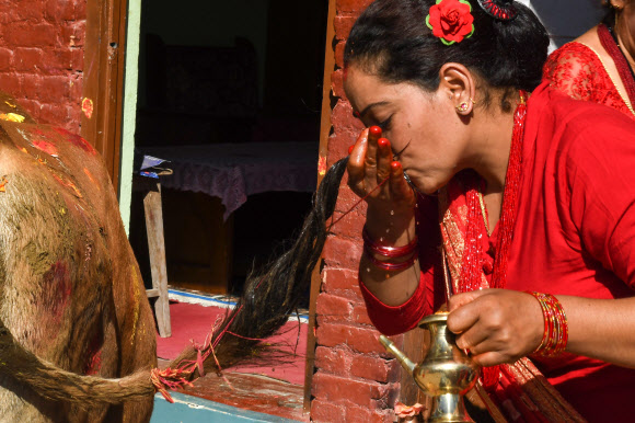 한 여성이 15일(현지시간) 네팔 카트만두에서 열린 티하르 축제 중 소 숭배의 날인 ‘Gai Puja’ 기간 동안 소의 꼬리를 씻은 물을 마시고 있다. 사람들은 부, 재산 및 번영의 힌두교 여신인 락슈미의 화신으로 여겨지는 소를 숭배하여 화환과 티카로 장식하고 음식을 바친다. 티하르 축제는 네팔 힌두교도들에게 두 번째로 중요한 행사다. AFP 연합뉴스