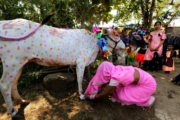 한 여성이 15일(현지시간) 인도 보팔에서 열린 티하르 축제 중 소 숭배의 날인 ‘Gai Puja’ 기간 동안 소 숭배 의식을 하고 있다. 사람들은 부, 재산 및 번영의 힌두교 여신인 락슈미의 화신으로 여겨지는 소를 숭배하여 화환과 티카로 장식하고 음식을 바친다. 티하르 축제는 네팔 힌두교도들에게 두 번째로 중요한 행사다. EPA 연합뉴스
