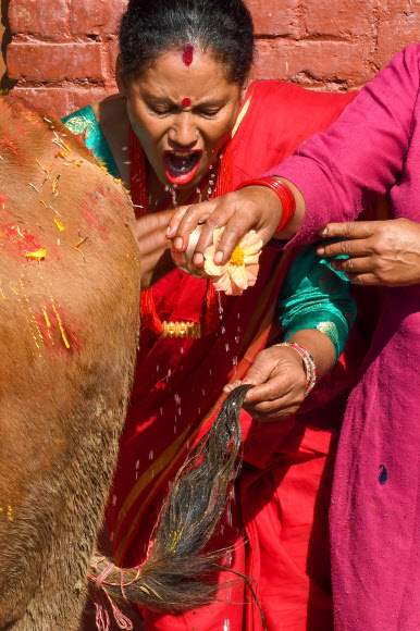 한 여성이 15일(현지시간) 네팔 카트만두에서 열린 티하르 축제 중 소 숭배의 날인 ‘Gai Puja’ 기간 동안 소의 꼬리를 씻은 물을 마시고 있다. 사람들은 부, 재산 및 번영의 힌두교 여신인 락슈미의 화신으로 여겨지는 소를 숭배하여 화환과 티카로 장식하고 음식을 바친다. 티하르 축제는 네팔 힌두교도들에게 두 번째로 중요한 행사다. AFP 연합뉴스