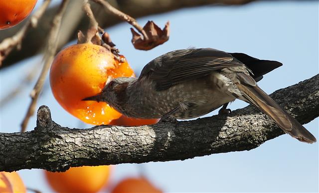 16일 오전 울산 울주군 삼동면사무소 인근 한 감나무에 날아든 직박구리가 감을 쪼아먹고 있다. 2020.11.16 뉴스1