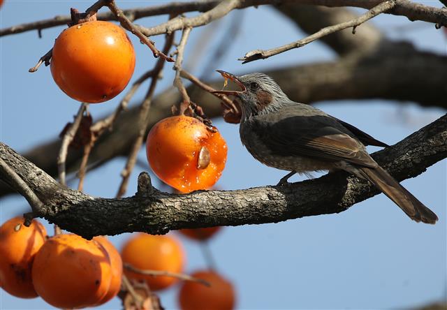 16일 오전 울산 울주군 삼동면사무소 인근 한 감나무에 날아든 직박구리가 감을 쪼아먹고 있다. 2020.11.16 뉴스1