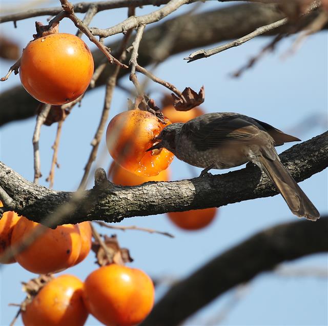 16일 오전 울산 울주군 삼동면사무소 인근 한 감나무에 날아든 직박구리가 감을 쪼아먹고 있다. 2020.11.16 뉴스1