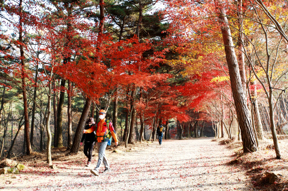 17일 충남 서산시 팔봉산을 찾는 등산객들이 곱게 물든 단풍나무 사잇길을 걷고 있다. 2020.11.17  서산시 제공