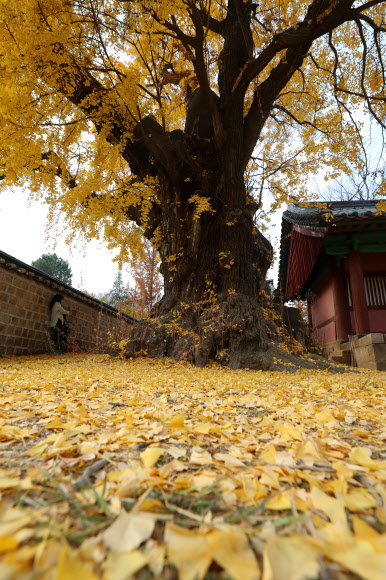 17일 오후 서울 성균관 명륜당을 찾은 시민들이 노랗게 물든 은행나무를 카메라에 담고 있다. 2020.11.17  연합뉴스