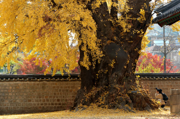 17일 오후 서울 성균관 명륜당을 찾은 한 시민이 노랗게 물든 은행나무를 카메라에 담고 있다. 2020.11.17  연합뉴스