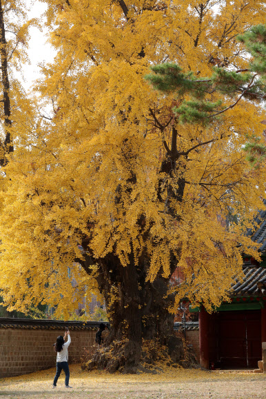 17일 오후 서울 성균관 명륜당을 찾은 한 시민이 노랗게 물든 은행나무를 카메라에 담고 있다. 2020.11.17  연합뉴스