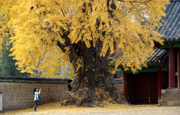 17일 오후 서울 성균관 명륜당을 찾은 시민들이 노랗게 물든 은행나무를 카메라에 담고 있다. 2020.11.17  연합뉴스
