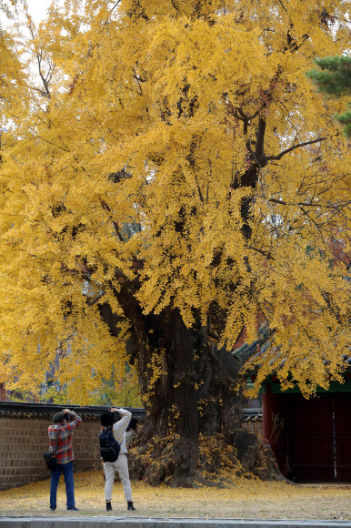 17일 오후 서울 성균관 명륜당을 찾은 시민들이 노랗게 물든 은행나무를 카메라에 담고 있다. 2020.11.17  연합뉴스