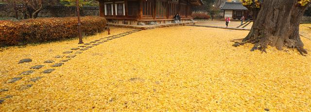 17일 전북 전주시 전주 향교에 떨어진 은행잎이 노란 장판을 이룬 가운데 관광객들이 사진을 찍으며 가을 정취를 만끽하고 있다. 2020.11.17 뉴스1