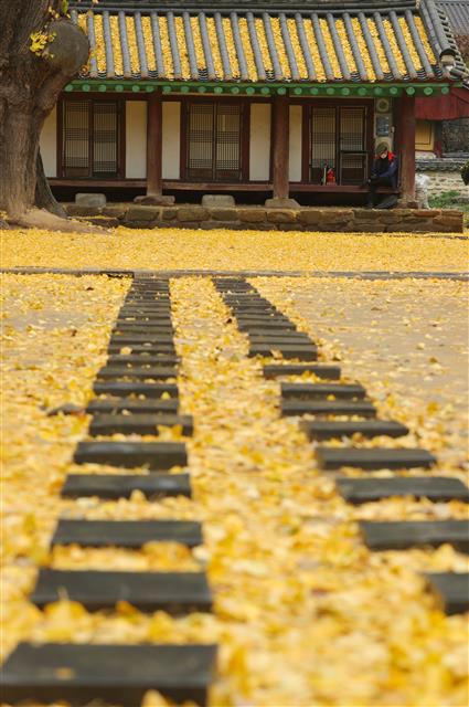 17일 전북 전주시 전주 향교 은행나무에서 떨어진 노란 은행잎이 마치 양탄자처럼 깔려있다.2020.11.17 뉴스1