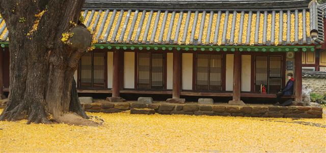 17일 전북 전주시 전주 향교 은행나무에서 떨어진 노란 은행잎이 마치 양탄자처럼 깔려있다.2020.11.17 뉴스1