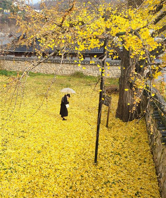 17일 전북 전주시 전주 향교에 떨어진 은행잎이 노란 장판을 이룬 가운데 관광객들이 낙엽을 밟으며 가을 정취를 만끽하고 있다. 2020.11.17 뉴스1