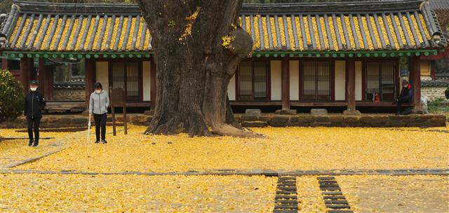 17일 전북 전주시 전주 향교 은행나무에서 떨어진 노란 은행잎이 마치 양탄자처럼 깔려있다.2020.11.17 뉴스1