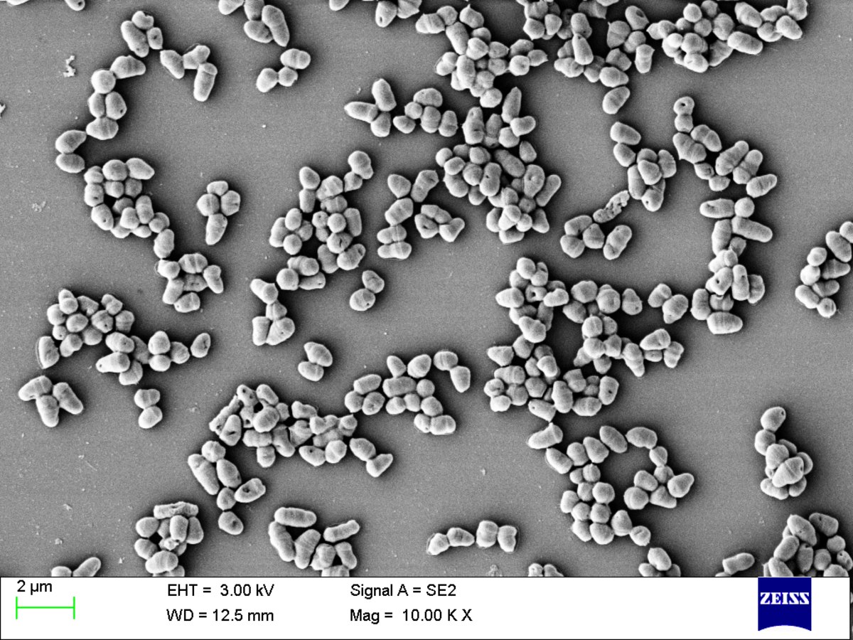 나일론, 폴리에스터 뽑아내는 미생물 균주 개발