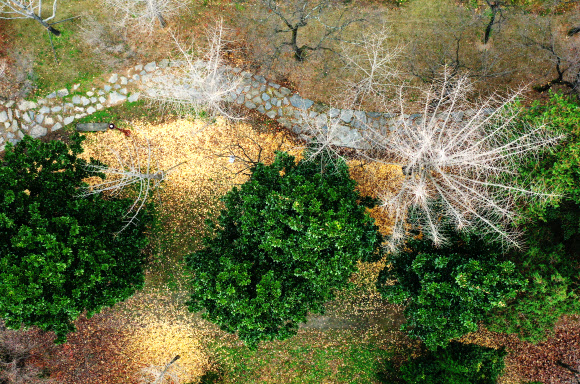 비가 그치고 추위가 몰려온 20일 오전 광주 북구 전남대학교 교정에서  단풍의 색이 더욱 짙어지며 초겨울 정취가 느껴지고 있다. 2020.11.20  연합뉴스