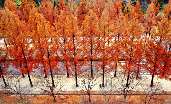 비가 그치고 추위가 몰려온 20일 오전 광주 북구 전남대학교 교정에서  단풍의 색이 더욱 짙어지며 초겨울 정취가 느껴지고 있다. 2020.11.20  연합뉴스