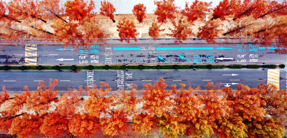 비가 그치고 추위가 몰려온 20일 오전 광주 북구 전남대학교 교정에서  단풍의 색이 더욱 짙어지며 초겨울 정취가 느껴지고 있다. 2020.11.20  연합뉴스