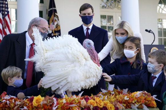 이방카 트럼프(오른쪽 세 번째) 대통령 보좌관, 재러드 쿠슈너(오른쪽 네 번째) 백악관 고문, 딸 아라벨라(오른쪽 두 번째) 쿠슈너, 아들 테오도어(왼쪽) 쿠슈너가 24일(현지시간) 미국 워싱턴 백악관 로즈 가든에서 추수감사절 전통에 따라 열린 칠면조 사면식에서 칠면조 콘을 둘러싸고 있다. AP 연합뉴스