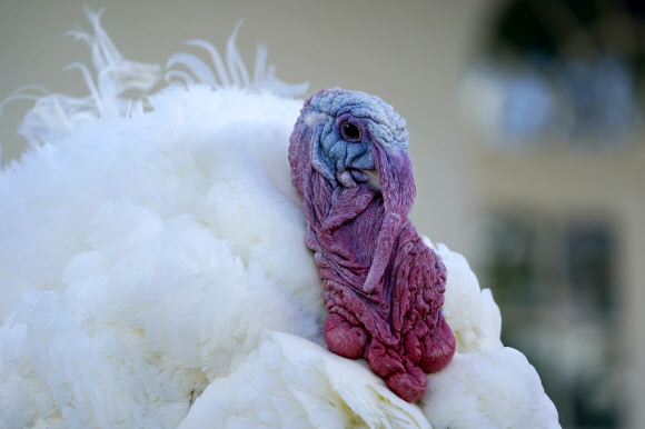 칠면조 콘이 24일(현지시간) 미국 워싱턴 백악관 로즈 가든에서 추수감사절 전통에 따라 열린 칠면조 사면식에서 도널드 트럼프 대통령에게 사면을 받았다. AP 연합뉴스