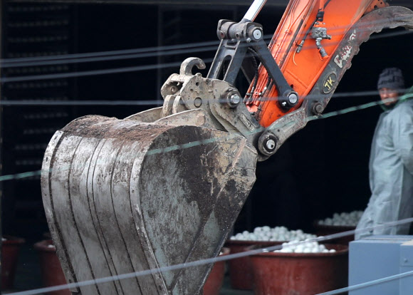 ‘살처분이라니’