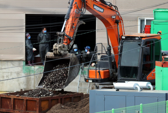 살처분되는 달걀