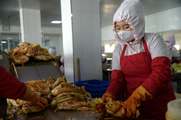 지난 1일 북한 평양의 류경김치공장에서 근로자가 배추 김치를 버무리고 있다. AFP 연합뉴스