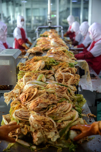 지난 1일 북한 평양의 류경김치공장에서 근로자들이 배추 김치를 버무리고 있다. AFP 연합뉴스