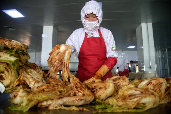 지난 1일 북한 평양의 류경김치공장에서 근로자가 배추 김치를 버무리고 있다. AFP 연합뉴스