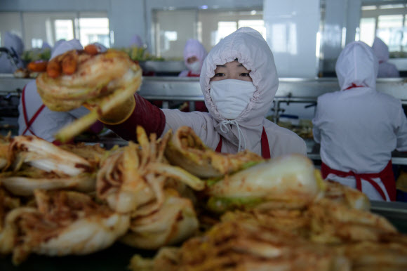 지난 1일 북한 평양의 류경김치공장에서 근로자가 배추 김치를 버무리고 있다. AFP 연합뉴스