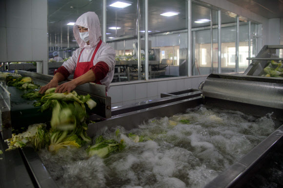 지난 1일 북한 평양의 류경김치공장에서 근로자가 배추를 세척하고 있다. AFP 연합뉴스