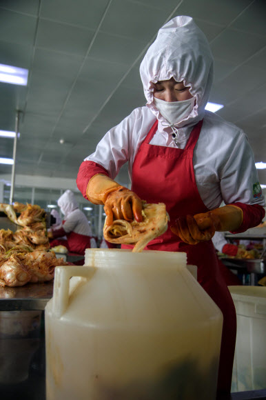 지난 1일 북한 평양의 류경김치공장에서 근로자가 양념에 버무린 배추 김치를 플라스틱 통에 담고 있다. AFP 연합뉴스