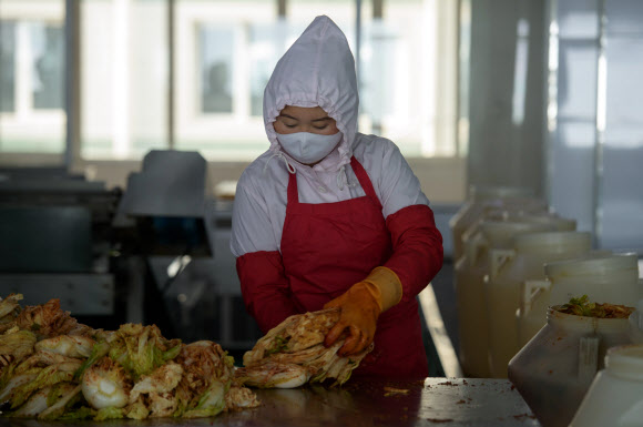 지난 1일 북한 평양의 류경김치공장에서 근로자가 배추 김치를 버무리고 있다. AFP 연합뉴스