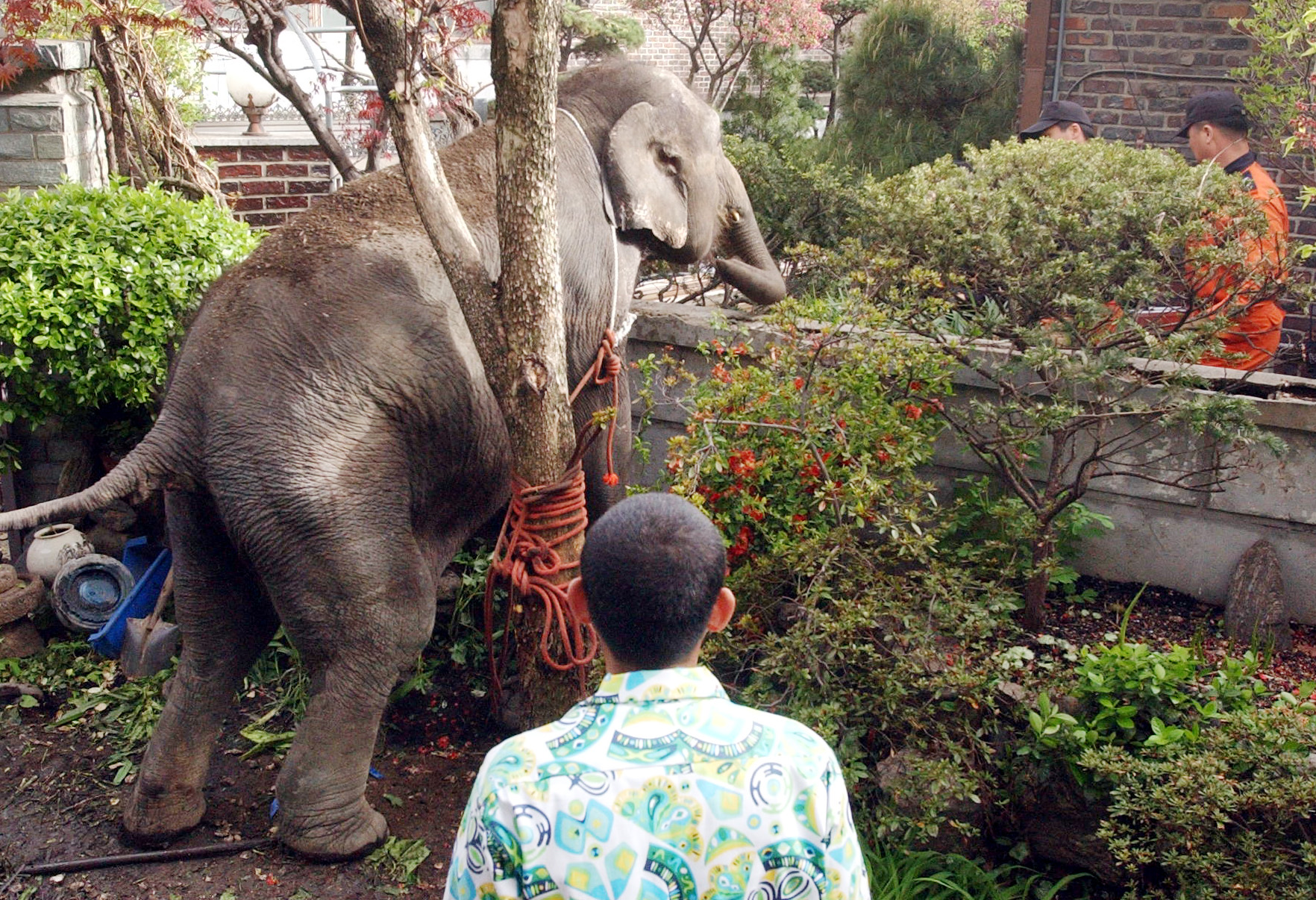 서울 어린이대공원 공연장에서 탈출한 코끼리가 인근 가정집 마당에 들어가 소란을 피우고 있다. 서울신문DB