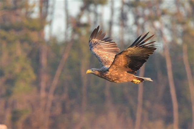 ‘위풍당당’ 흰꼬리수리