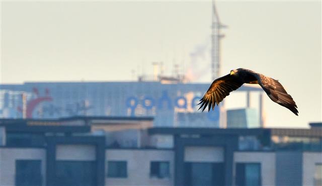 포항 찾아온 천연기념물 243-4호 흰꼬리수리