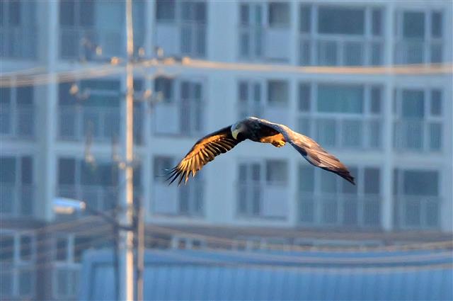 흰꼬리수리 ‘먹잇감을 찾아라’