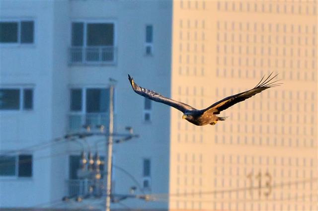 사냥감 찾아나선 흰꼬리수리