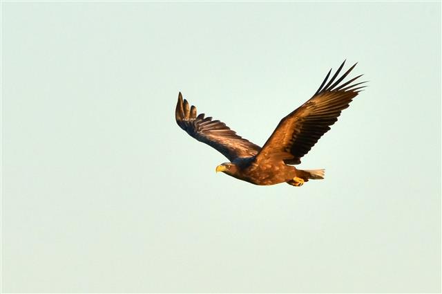 내이름은 천연기념물 243-4호 흰꼬리수리입니다