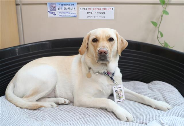 안내견 ‘반지’ 명예공무원 임용, ‘근무중 이상무!’