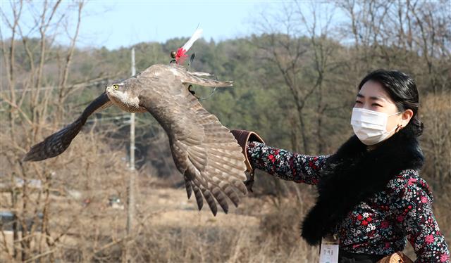 12일 대전 동구 효평동 옛 효평분교에서 열린 2020 한국 전통 매사냥 시연회에서 응사가 매사냥을 시연하고 있다. 2020.12.12 뉴스1