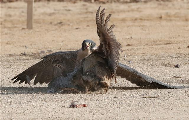 12일 대전 동구 효평동 옛 효평분교에서 열린 2020 한국 전통 매사냥 시연회에서 사냥에 성공한 매가 먹잇감을 먹고 있다. 2020.12.12 뉴스1
