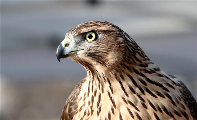12일 대전 동구 효평동 옛 효평분교에서 열린 2020 한국 전통 매사냥 시연회에서 매가 먹잇감을 찾고 있다. 2020.12.12 뉴스1