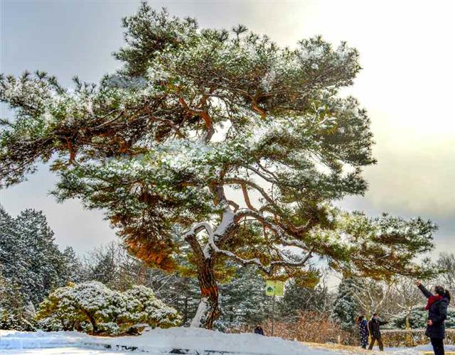 북한 평양에 첫눈이 내렸다고 노동당 기관지 노동신문이 14일 보도했다. 신문은 “어디를 둘러봐도 한 폭의 그림처럼 아름다운 평양의 설경”이라며 “정다운 거리들이 마치 흰옷을 차려입은 듯싶다”고 전했다.   평양 노동신문=뉴스1