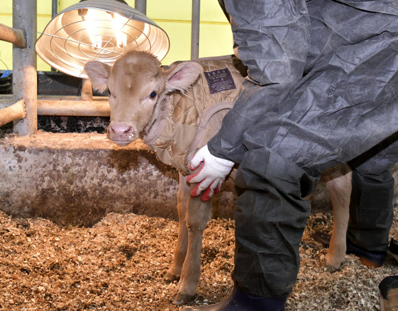 전북 장수지역 아침 최저기온이 영하 7도를 기록한 14일 장수군 장수한우지방공사 직원들이 송아지 축사에 난방기구를 가동하고 있다. 2020.12.14  장수군 제공
