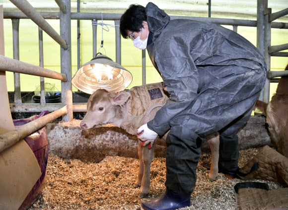 전북 장수지역 아침 최저기온이 영하 7도를 기록한 14일 장수군 장수한우지방공사 직원들이 송아지 축사에 난방기구를 가동하고 있다. 2020.12.14  장수군 제공