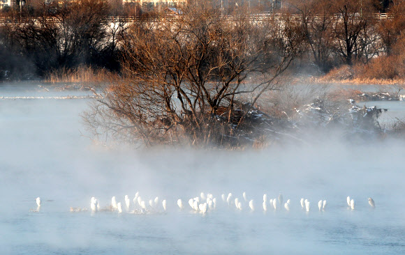 동해안을 제외한 강원 전역에 한파경보가 발효 중인 15일 오전 강원 춘천시 소양강의 물안개 사이로 백로와 왜가리 무리가 몸을 웅크려 추위를 피하고 있다. 2020.12.15  연합뉴스