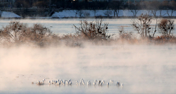 동해안을 제외한 강원 전역에 한파경보가 발효 중인 15일 오전 강원 춘천시 소양강의 물안개 사이로 백로와 왜가리 무리가 몸을 웅크려 추위를 피하고 있다. 2020.12.15  연합뉴스