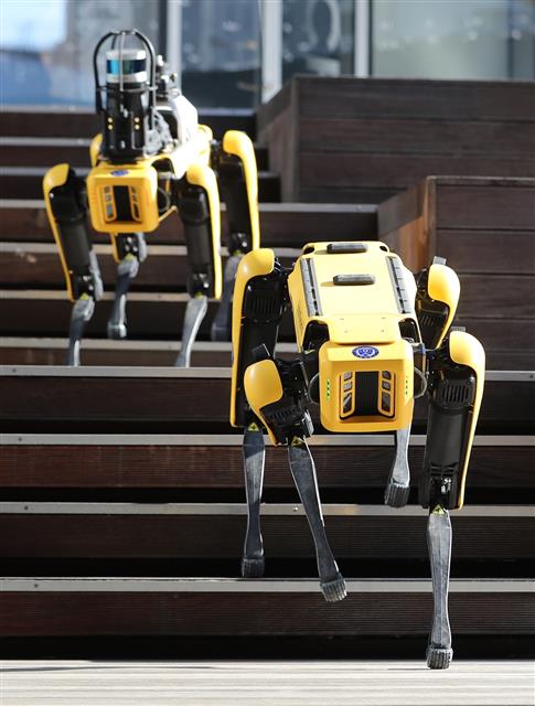 현대자동차그룹이 ‘로봇개’로 유명한 미국의 세계적인 로봇 제조 기업 ‘보스턴 다이내믹스’ 인수를 결정했다. 지난 16일 서울 현대모터스튜디오 고양에서 관계자들이 4족 보행 로봇 개 ‘스폿(spot)’의 시연을 하고 있다. 2020.12.18 뉴스1