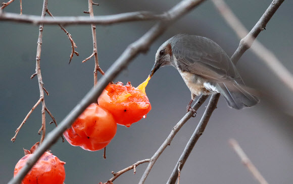 ‘홍시 맛있다’
