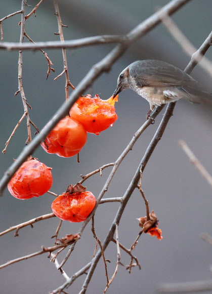 홍시 먹는 직박구리